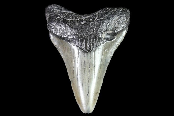Juvenile Megalodon Tooth - Georgia #83599